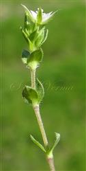 Flowering twig